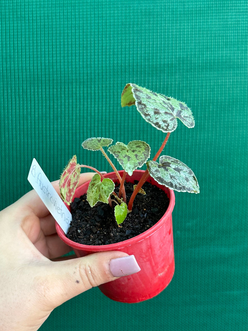 begonia austrovietnamica