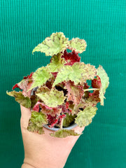 Begonia ‘Copper Tones’ NEW