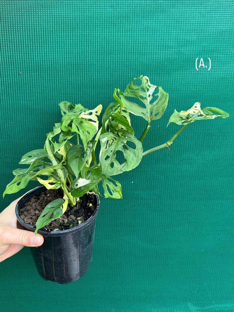 Monstera ‘Adansonii’ Variegated Albo NEW