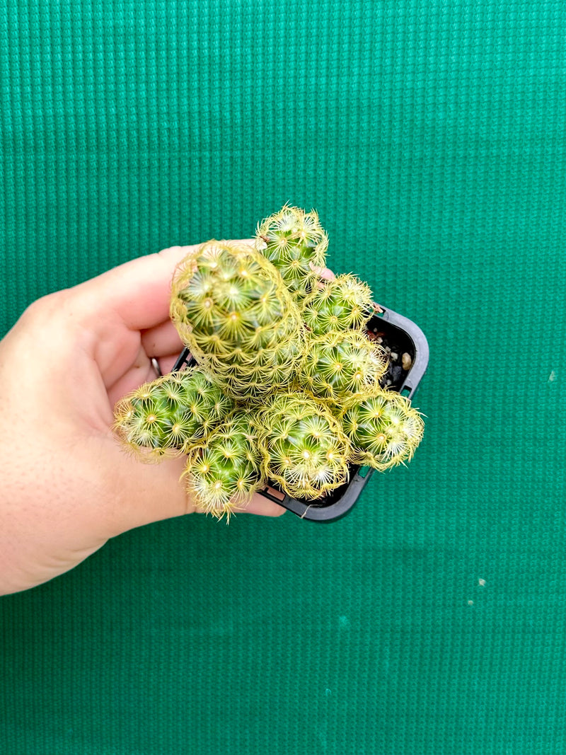 Mammillaria elongata