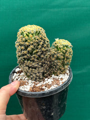 Mammillaria NEW