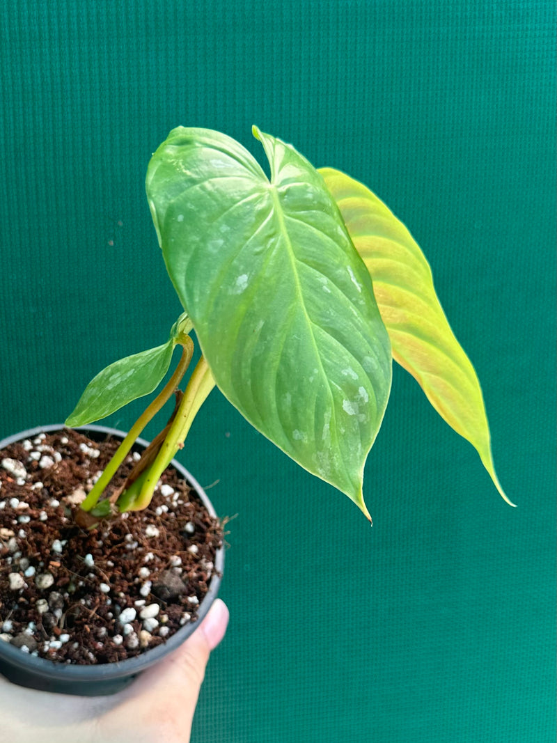 Philodendron 'Majestic' (Verrucosum x Sodiroi)