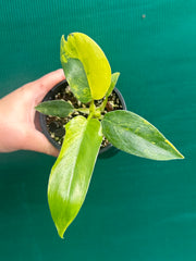 Philodendron ‘Domesticum Variegated’ NEW