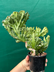 Euphorbia Lactea f. cristata