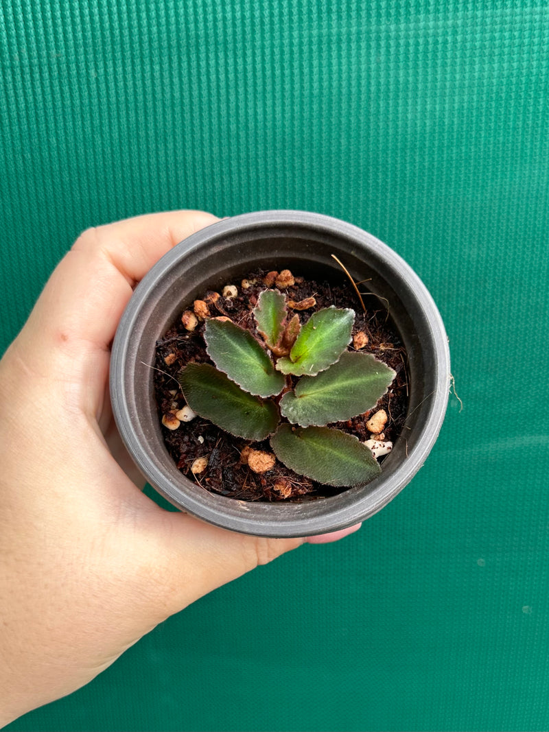 Begonia thelmae (species) NEW