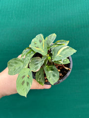 Variegated Maranta Leuconeura