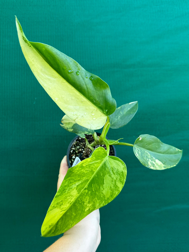 Philodendron ‘Domesticum Variegated’