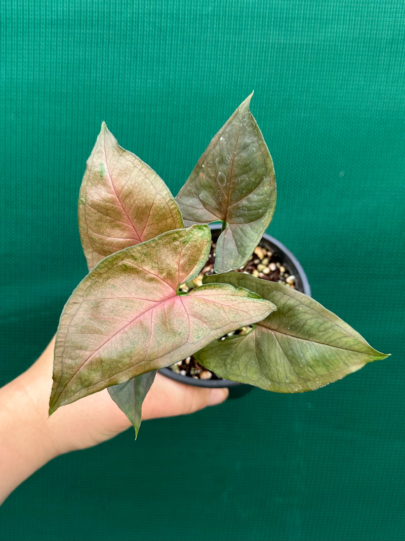 Syngonium 'Berry’