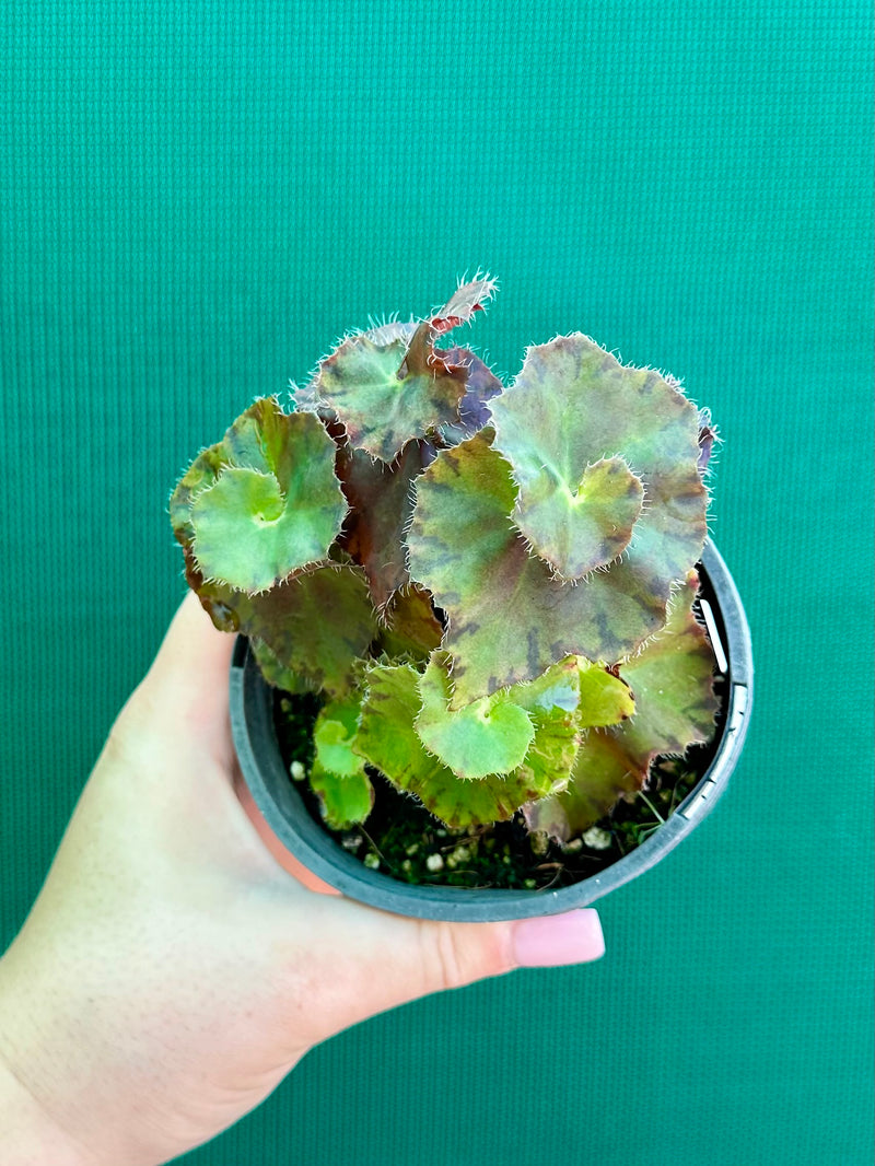 Begonia ‘Copper Crinkle’