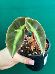 Begonia ‘Listada’