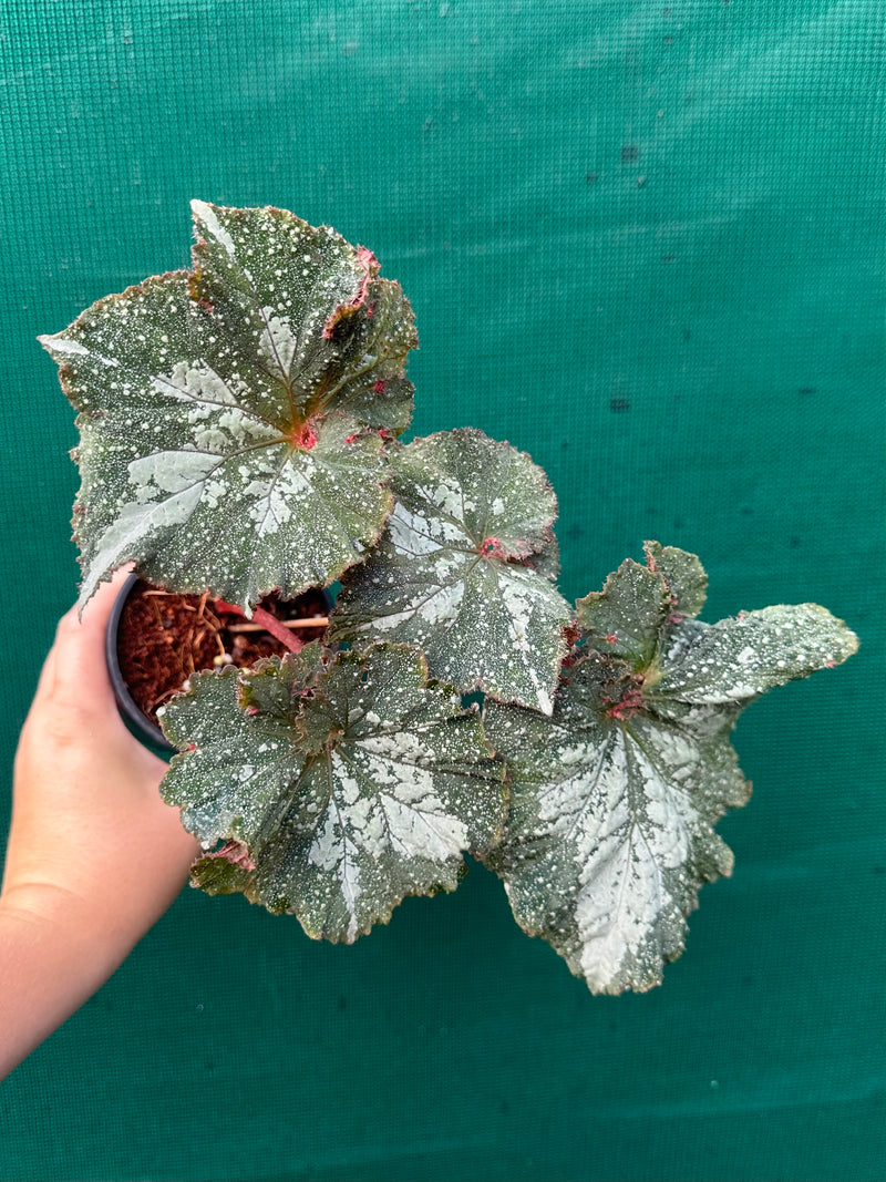 Begonia NOID 47 NEW