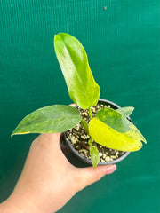 Philodendron ‘Domesticum Variegated’ NEW