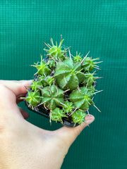 Euphorbia pulvinata