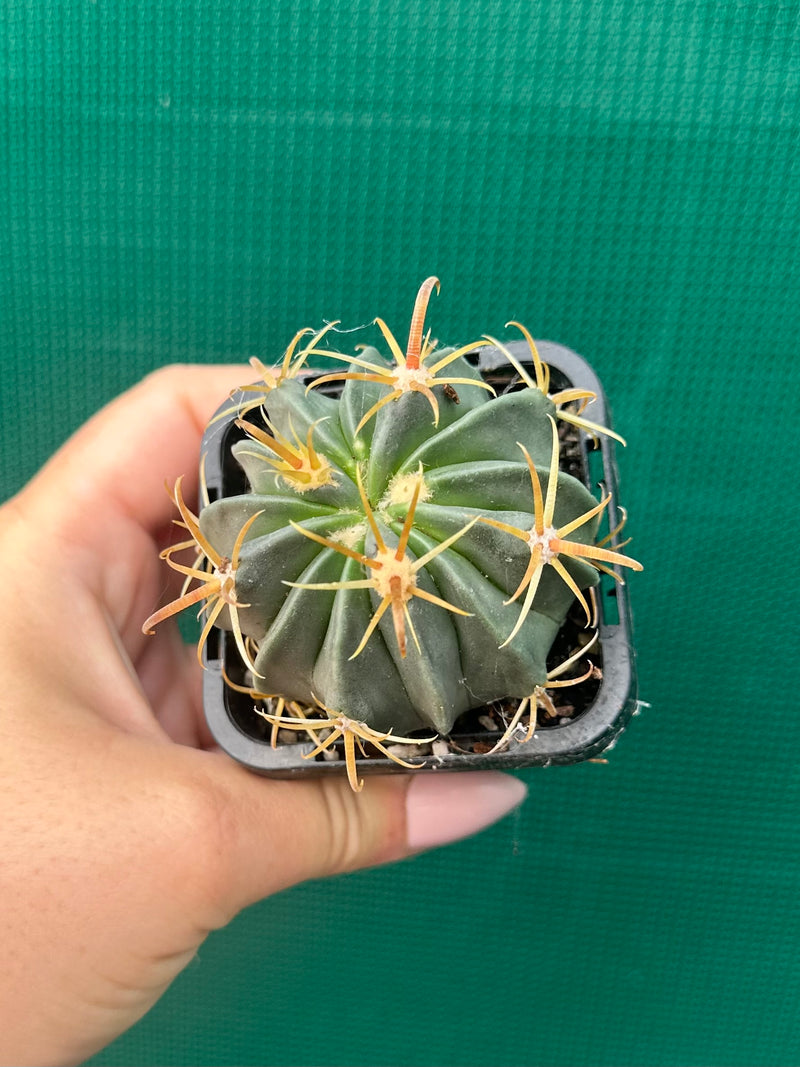 ferocactus latispinus