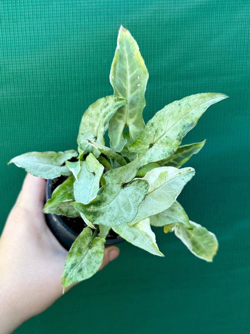 Syngonium ‘Zebrina’