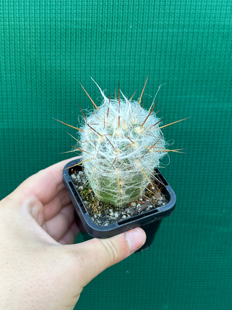 O. trollii