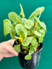 Begonia buttercup (yellow flowers)