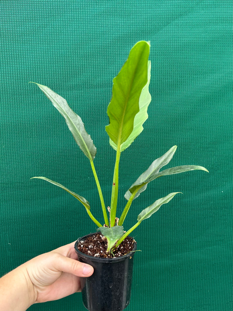 Philodendron ‘Heather May’