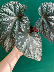 Begonia ‘Carson Beauty’ NEW