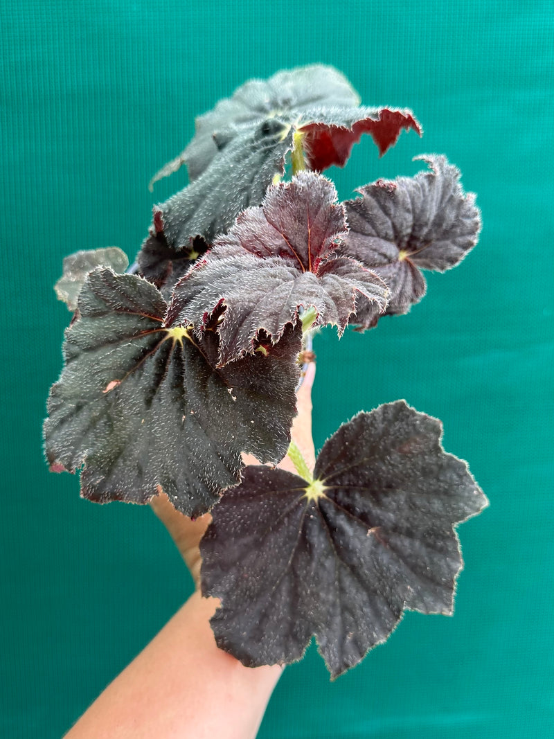 Begonia ‘Velvet’