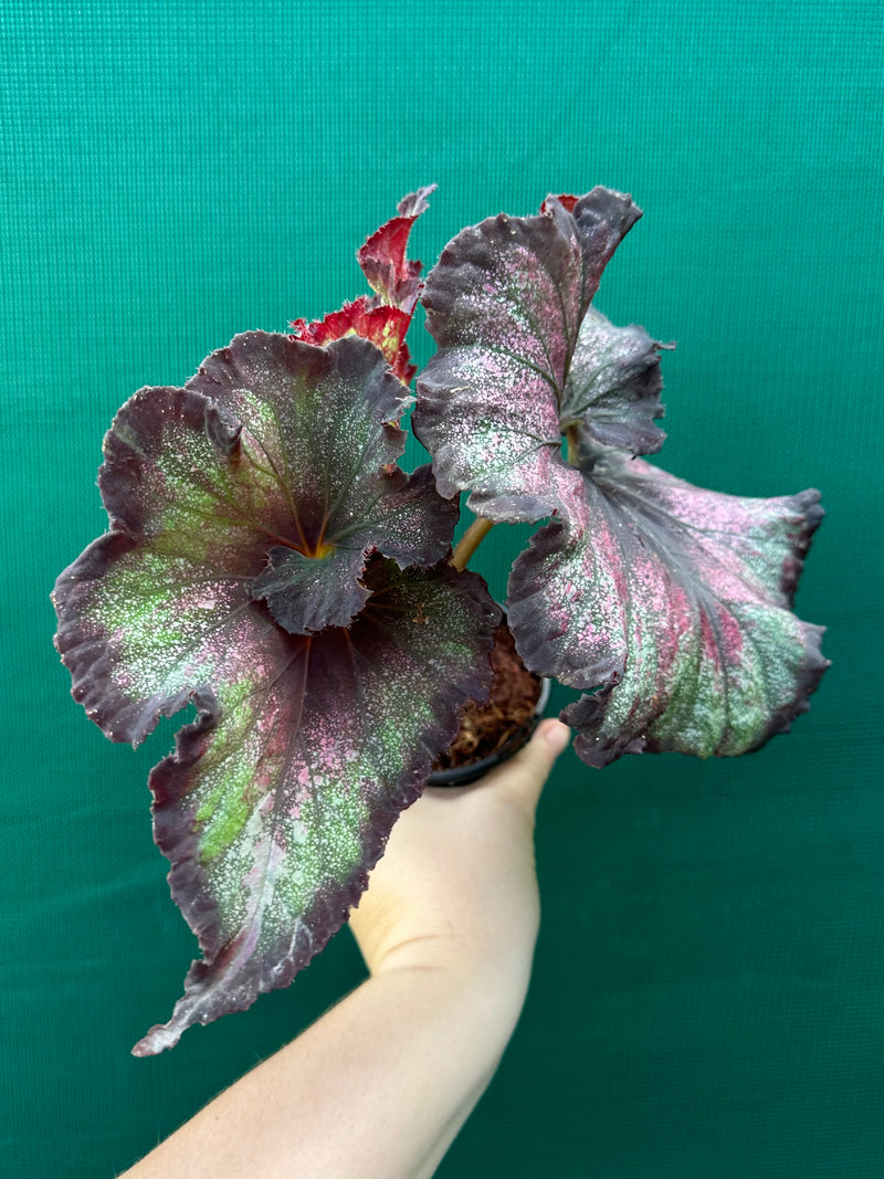 Begonia NOID 12 NEW