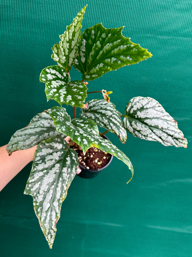 Begonia ‘hatacoa var meisner’