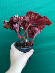 Begonia NOID 56 NEW