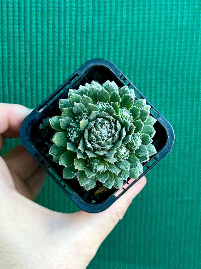 Sempervivum ‘Tiny Tots’