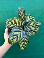 Calathea ‘Makoyana’