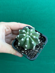 echinopsis denudata