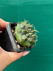 Glymnocalycium