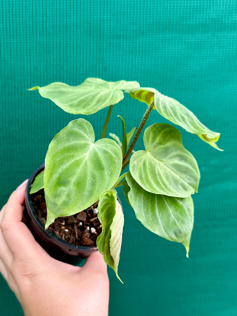 Philodendron Verrucosum