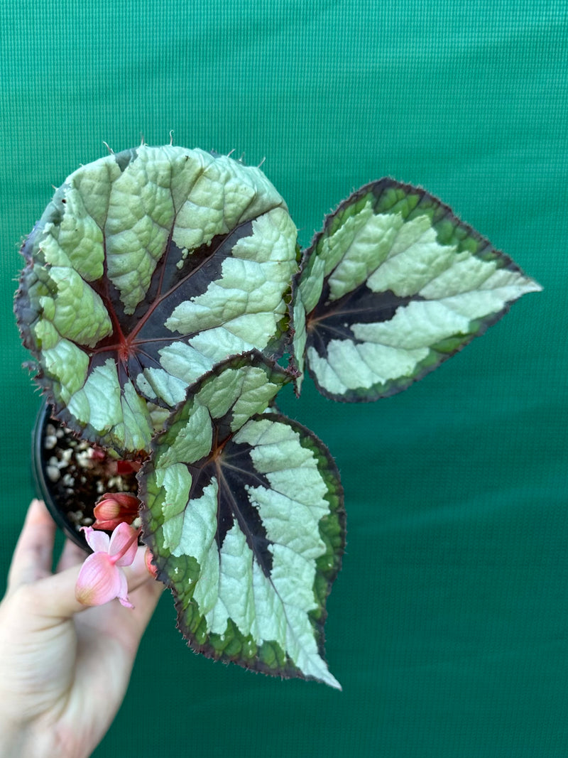 Begonia ‘Lively Ladd’