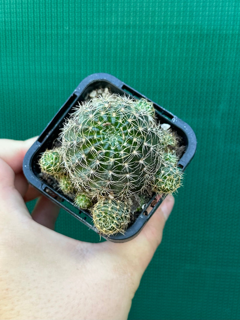 Lobivia arachnacantha (yellow form)