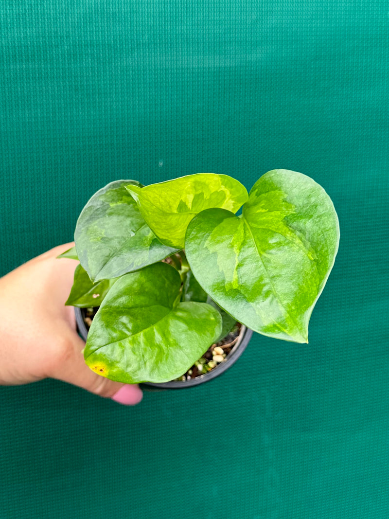 Pothos 'Green Queen’