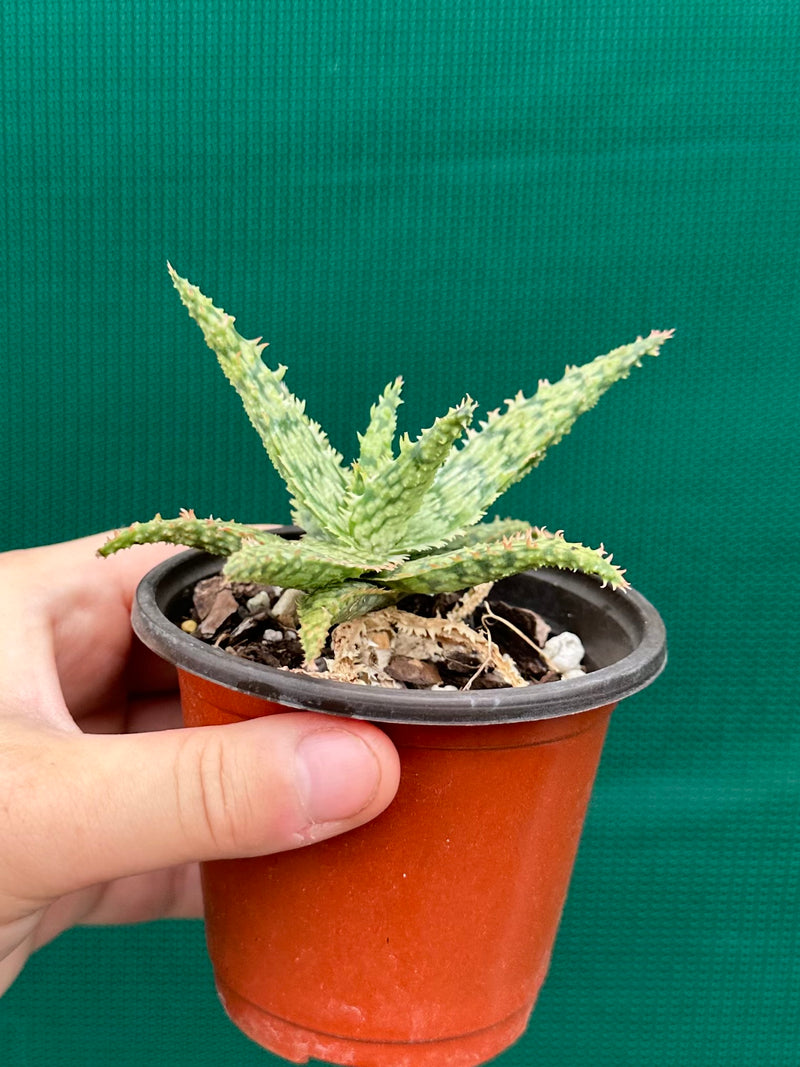 Aloe ‘Fantasy Hybrid’ NEW