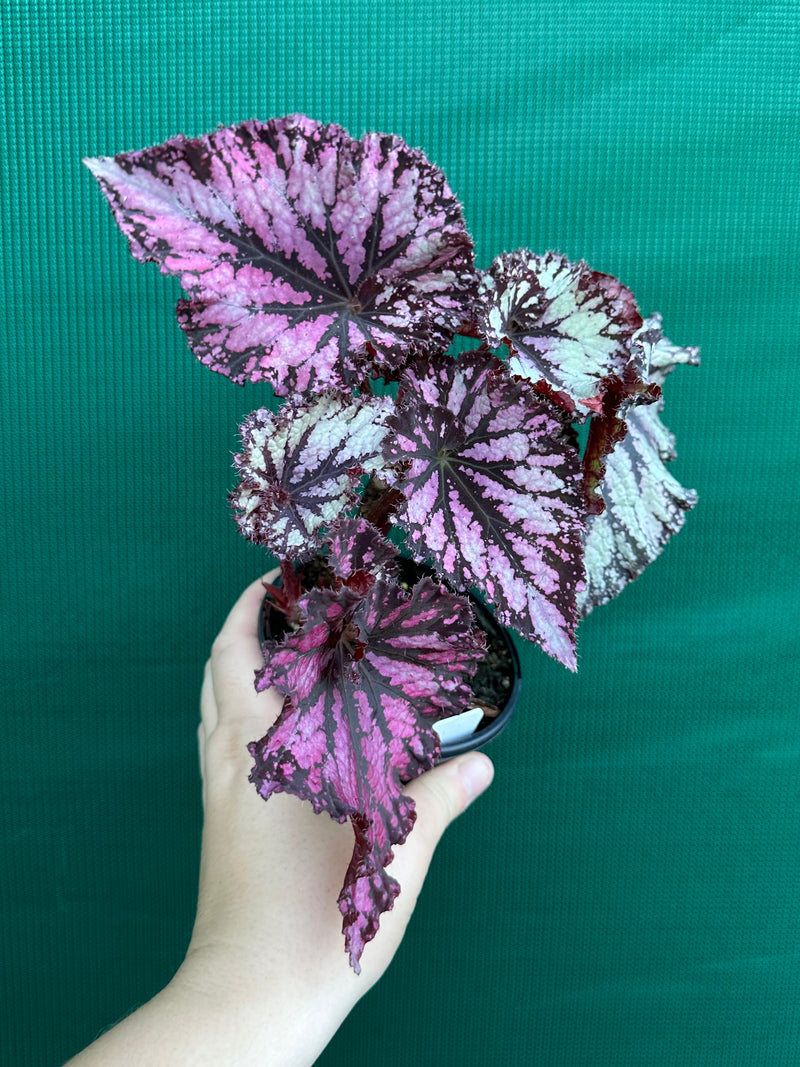 Begonia NOID 56 NEW