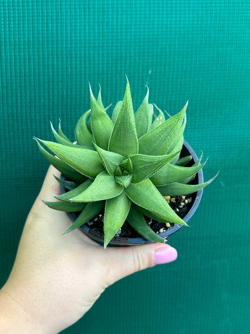 Haworthia Hybrid CV ‘Sandpaper’