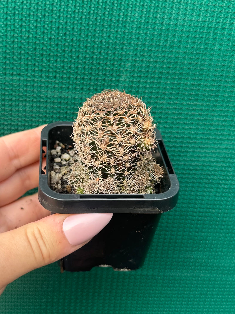 Lobivia schieliana NEW