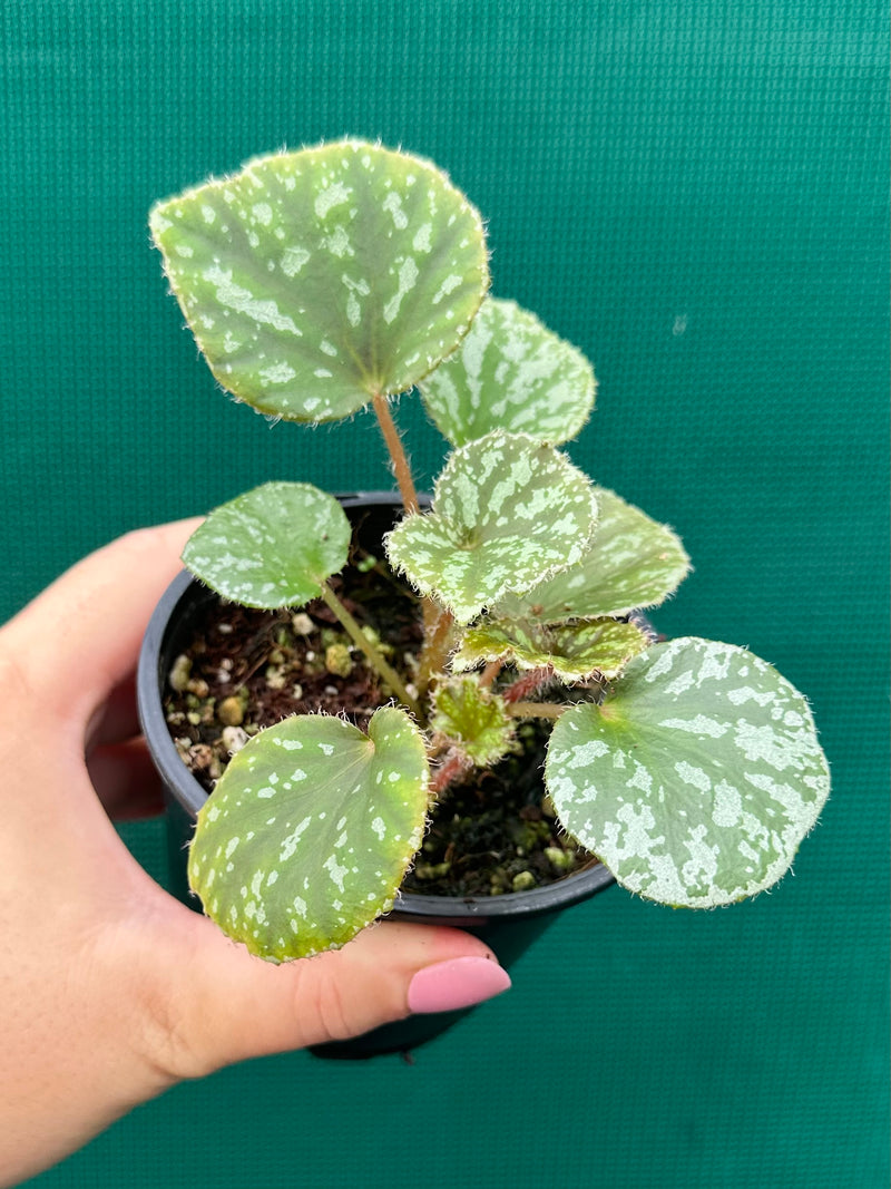 Begonia luzonensis