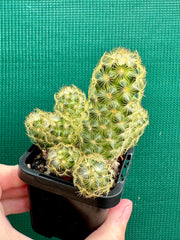 Mammillaria elongata