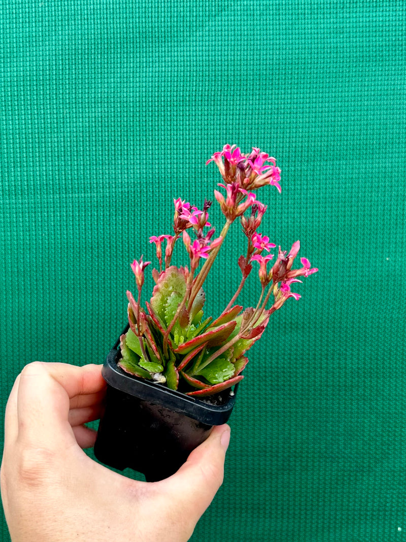 Kalanchoe blossfeldiana NEW