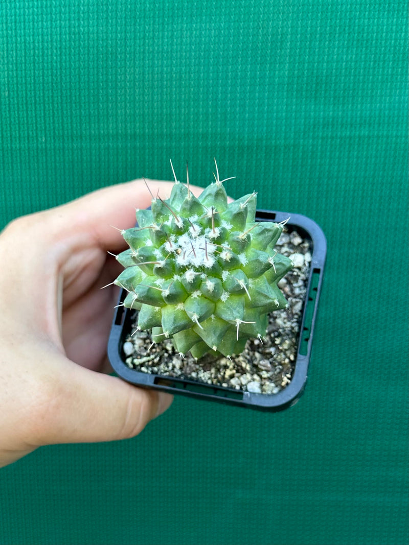 Mammillaria polythele 'Toluca'