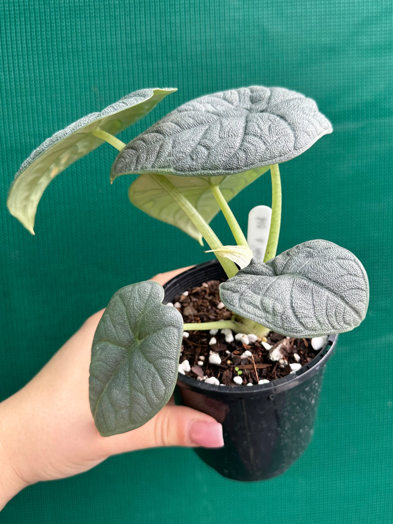 Alocasia ‘Melo’