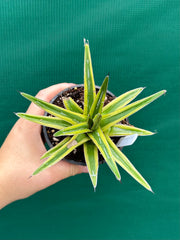 Agave Victoriae Reginae Variegata NEW