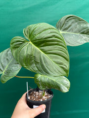 Philodendron 'Majestic' (Verrucosum x Sodiroi)