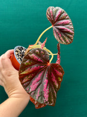 Begonia ‘Candy Stripes’ NEW