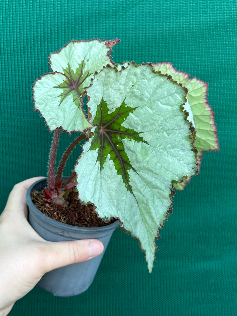 Begonia ‘Silver Anniversary’ NEW