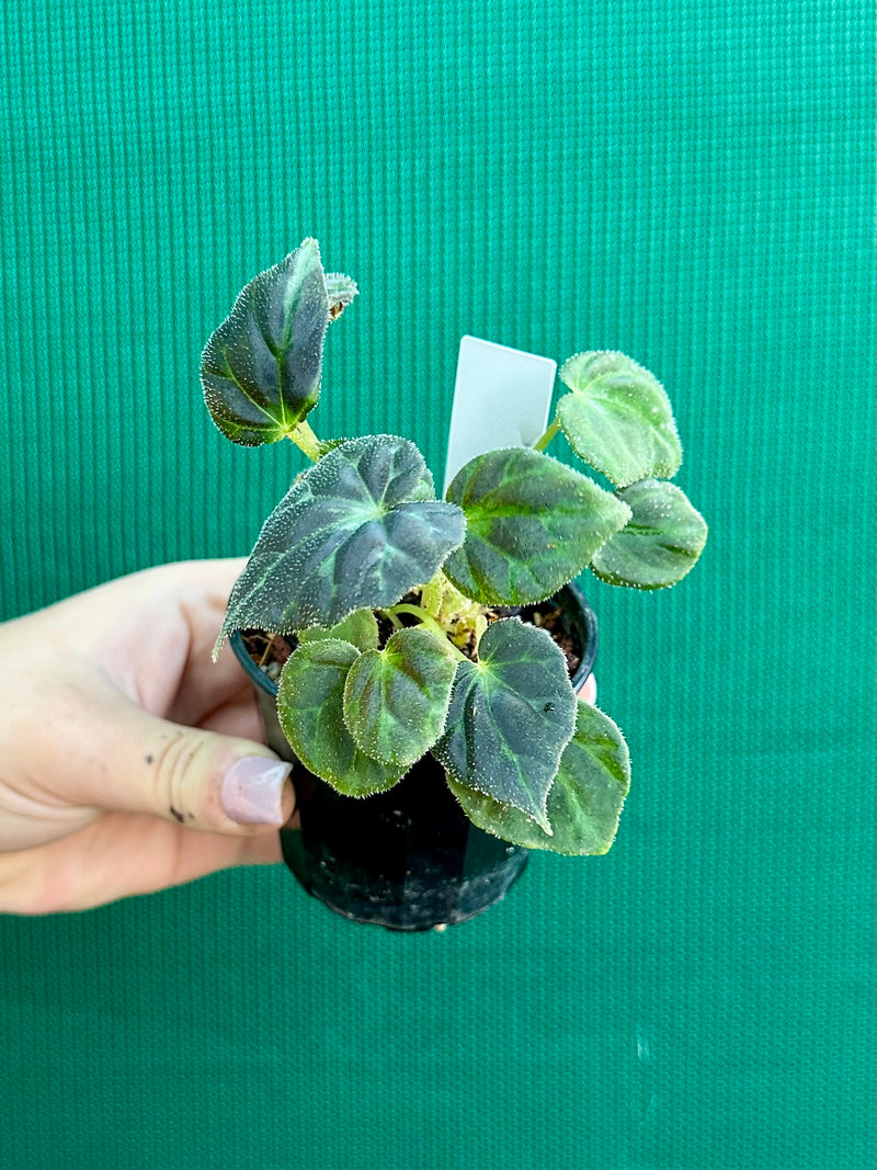 Begonia barsalouxiae