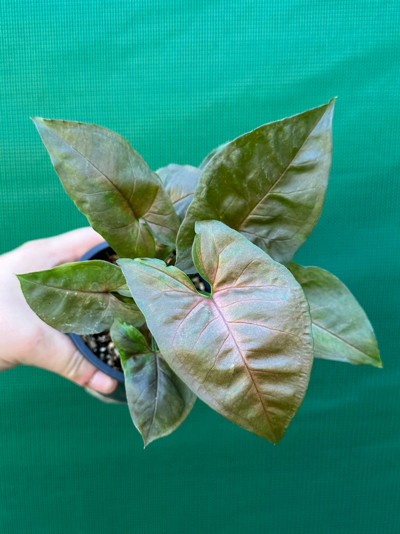 Syngonium 'Berry’